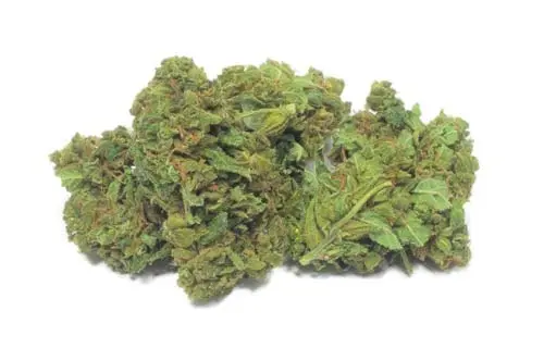 CBD cvijet Gorilla Haze
