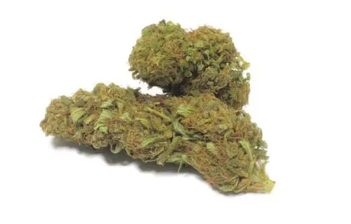CBD cvijet Super Lemon Haze