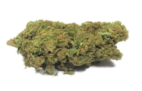 CBD cvijet Skywalker